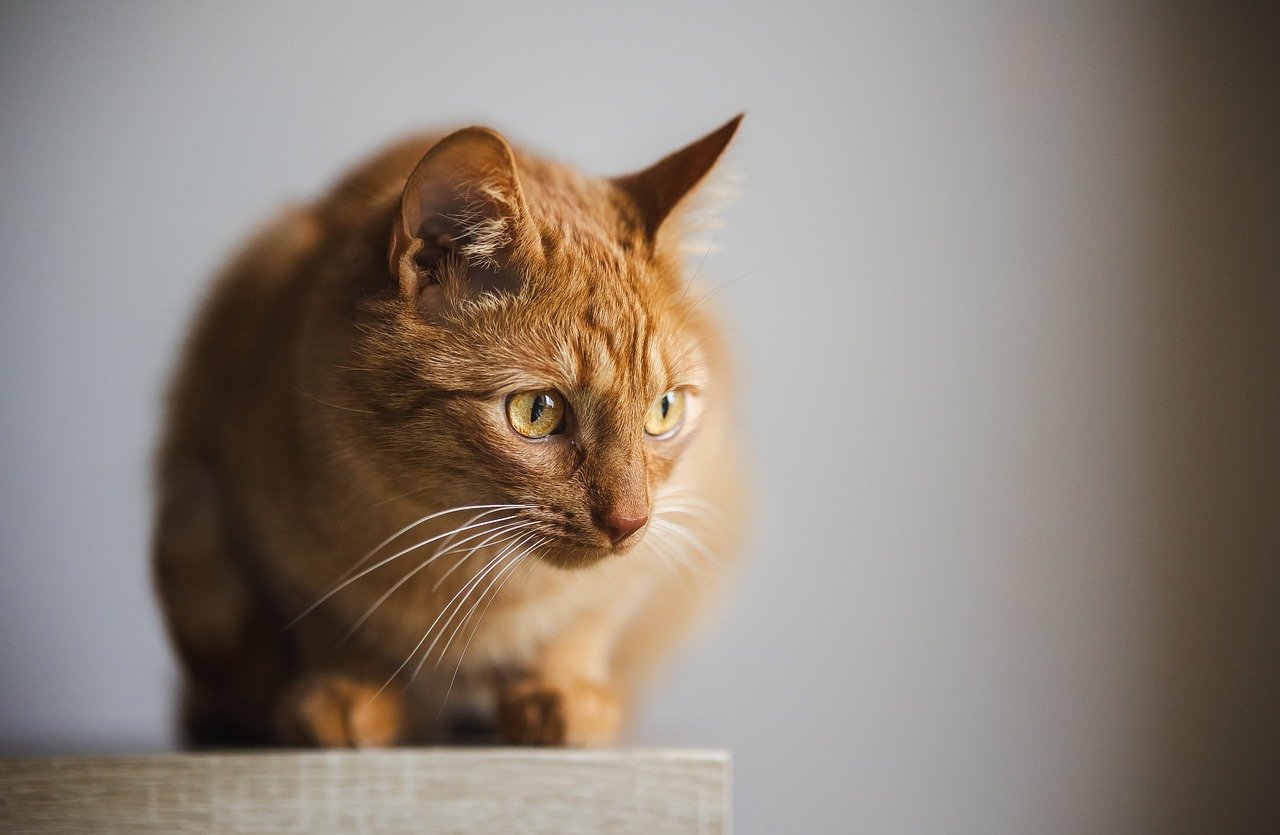 Essential Elements of Emergency Preparedness for Pet Owners